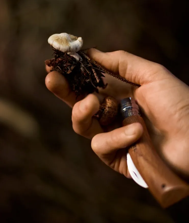 06 The Cambrian Mushroom Foraging