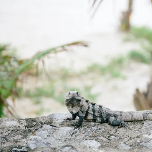 Sustainable Hotel Papaya Playa 02
