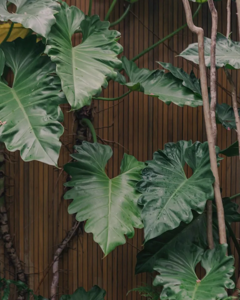 02 MBO Patina Maldives Leaves (1)