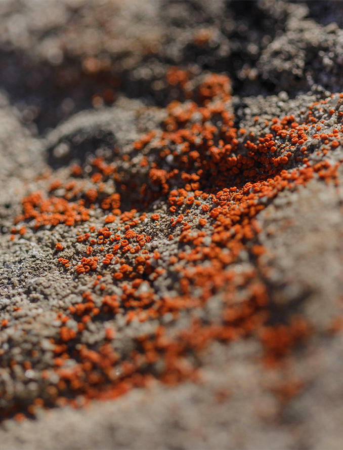 01 Nicole Von Gierke Timbercove