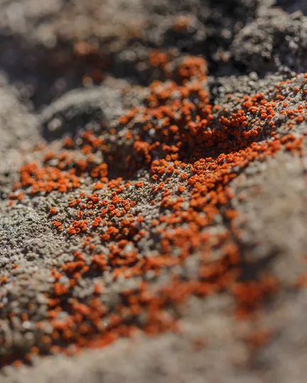 01 Nicole Von Gierke Timbercove