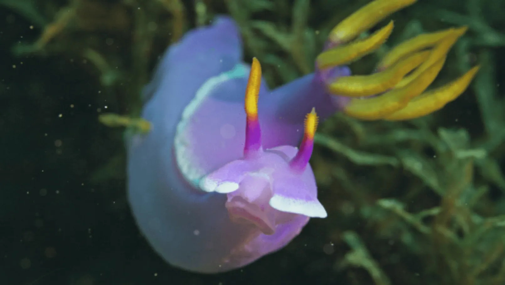 DH Journal Winners Oceanic Short Film Festival Cosmos Beneath 04