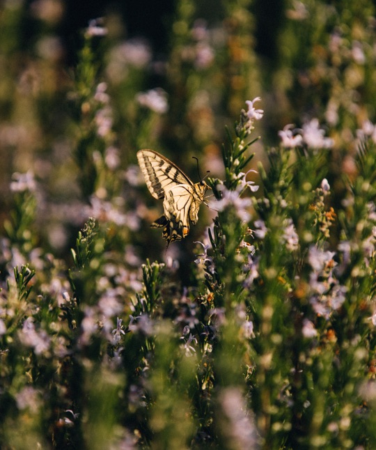 016 MBO Minos Art Beach