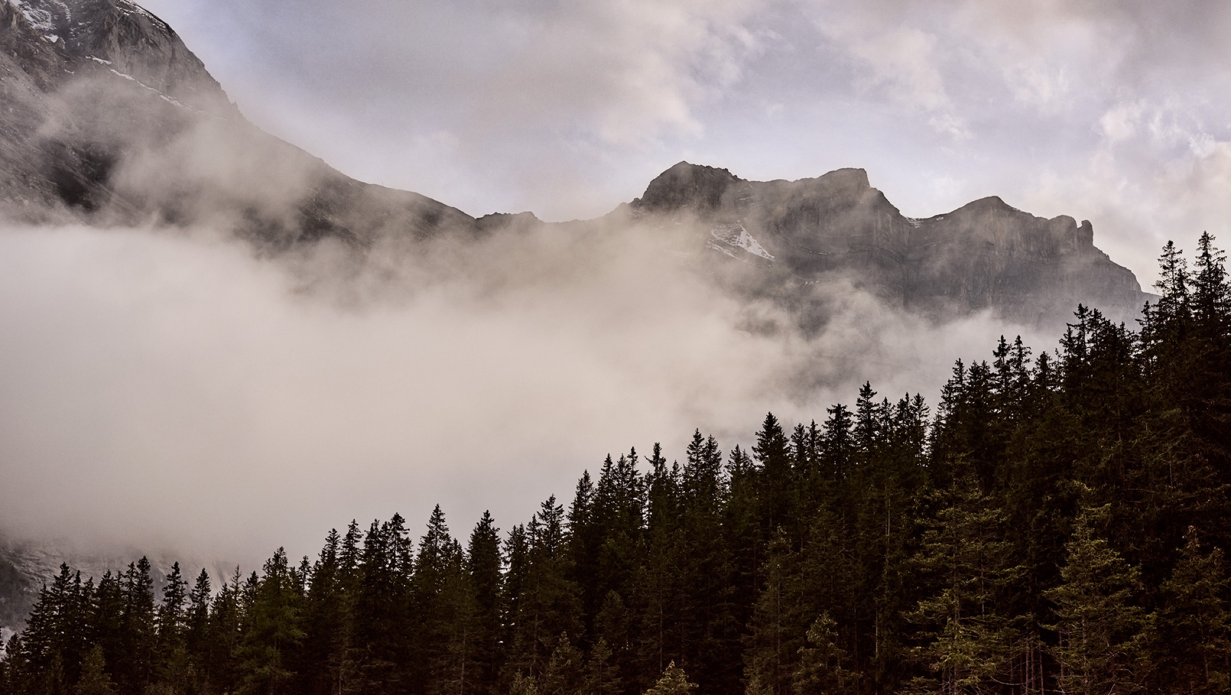 13 The Cambrian Mushroom Foraging