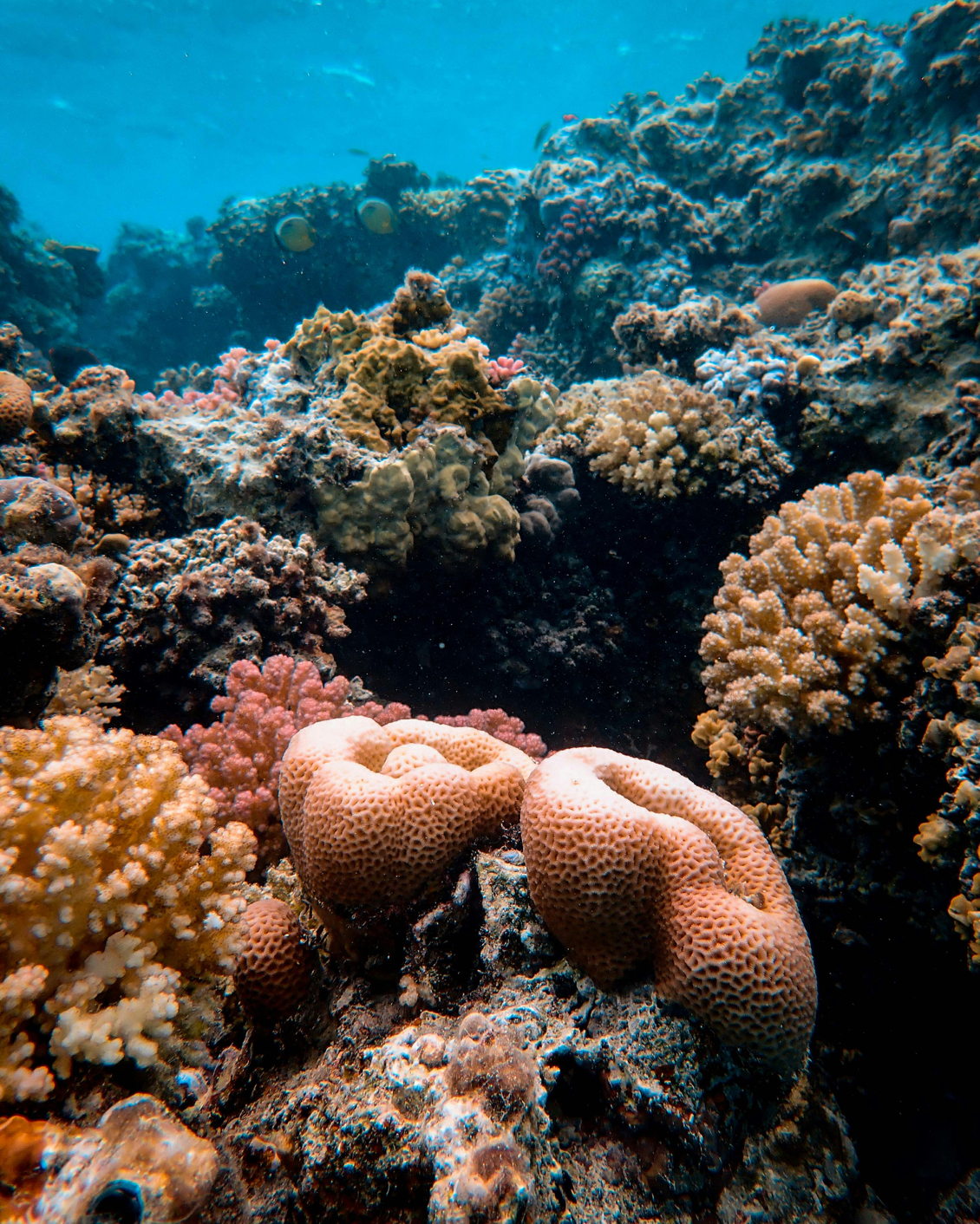 10 TGT Supporting The Reefs