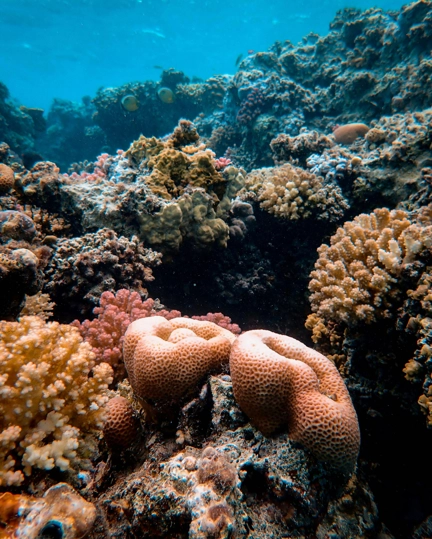 10 TGT Supporting The Reefs