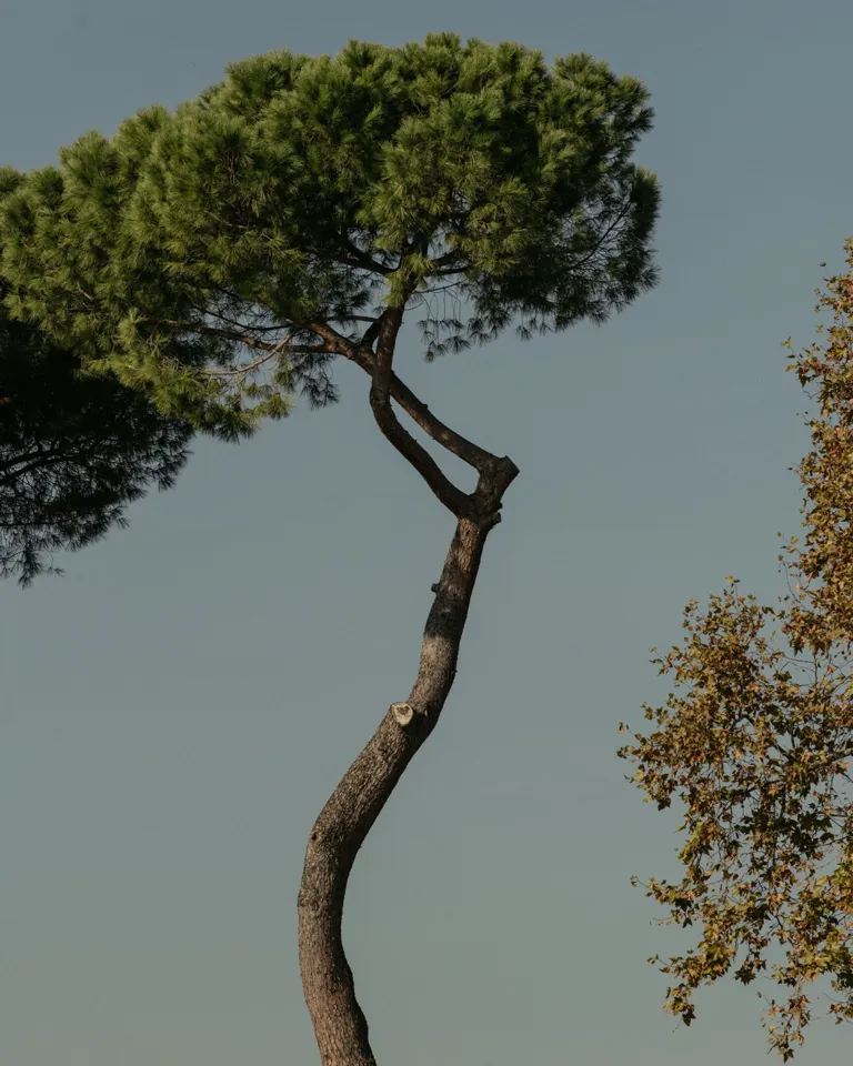 010 Chapter Roma Tree