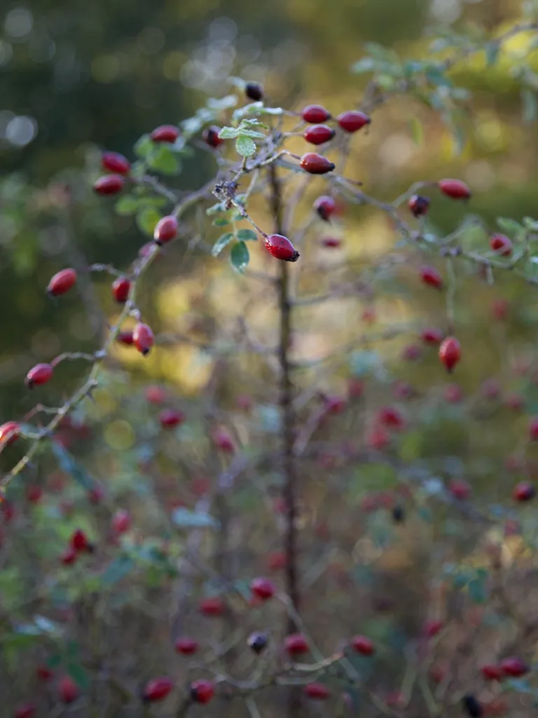 Destination Switzerland Plants 09 3