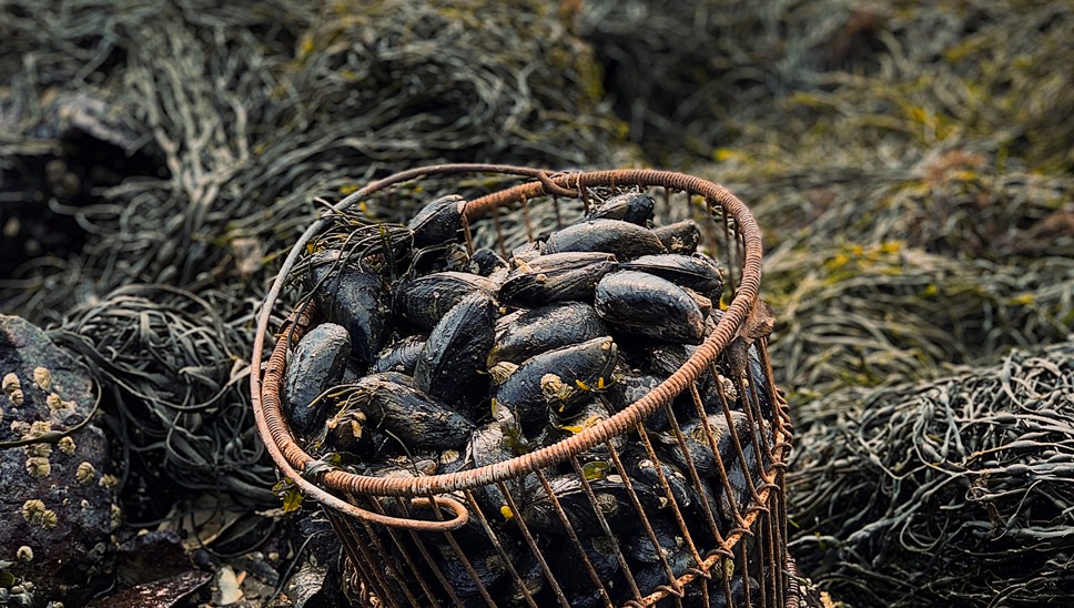 05 Destination Portugal Algarve East Mussels