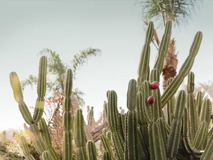 008 Twelve Senses Nature Cactuses