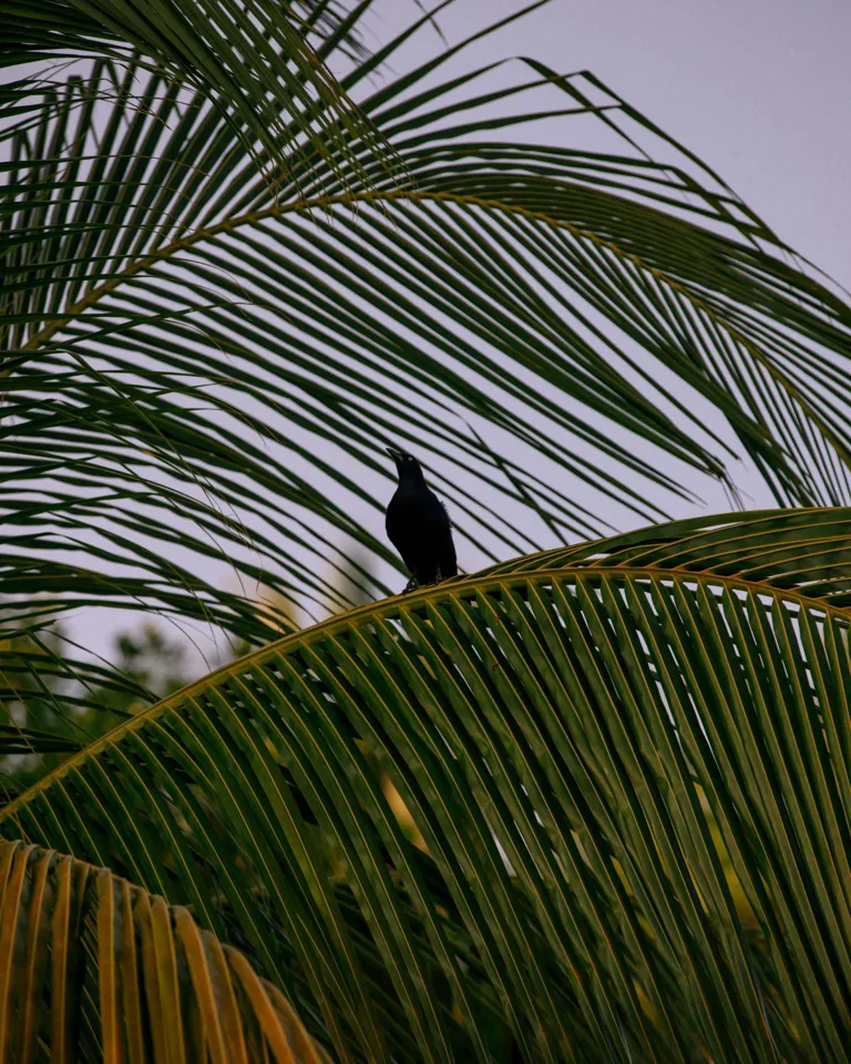006 Mexico II Bird