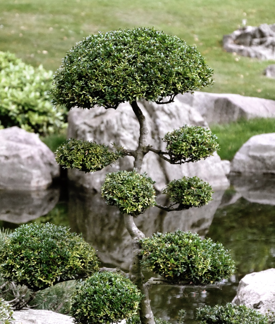 04 Destination London Kyoto Garden Edwardx, CC BY SA 3.0, Via Wikimedia Commons