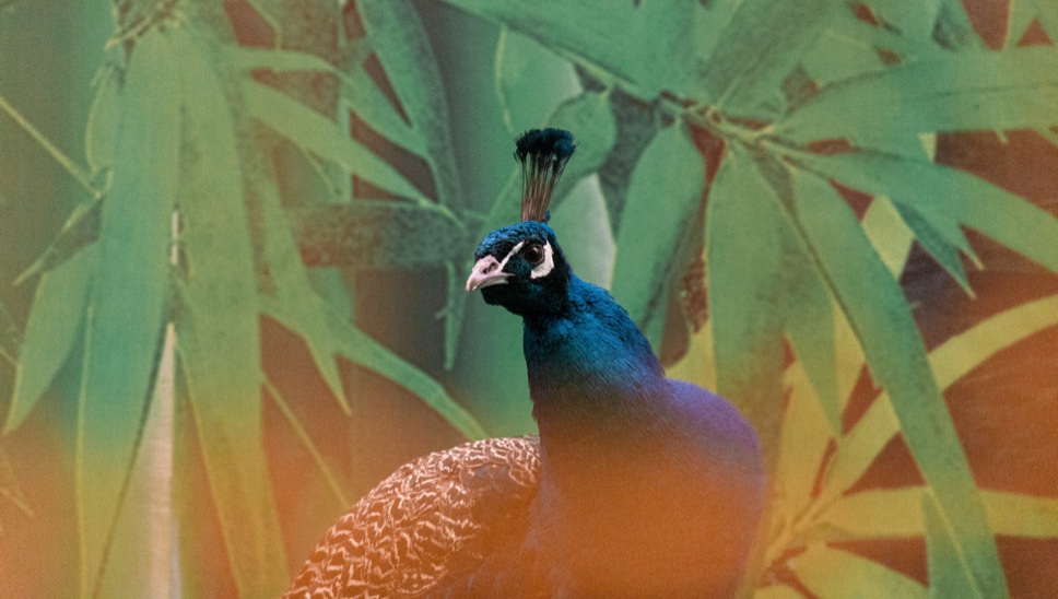 05 Destination London Kyoto Garden