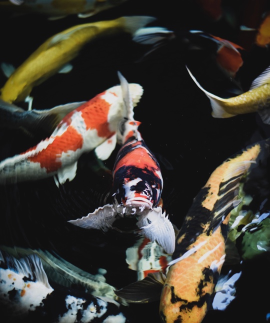 06 Destination London Kyoto Garden