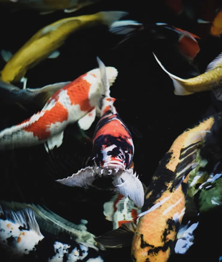 06 Destination London Kyoto Garden