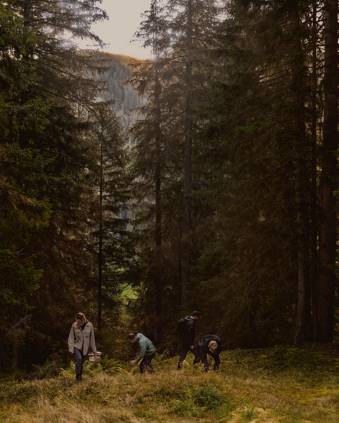 03 The Cambrian Mushroom Foraging