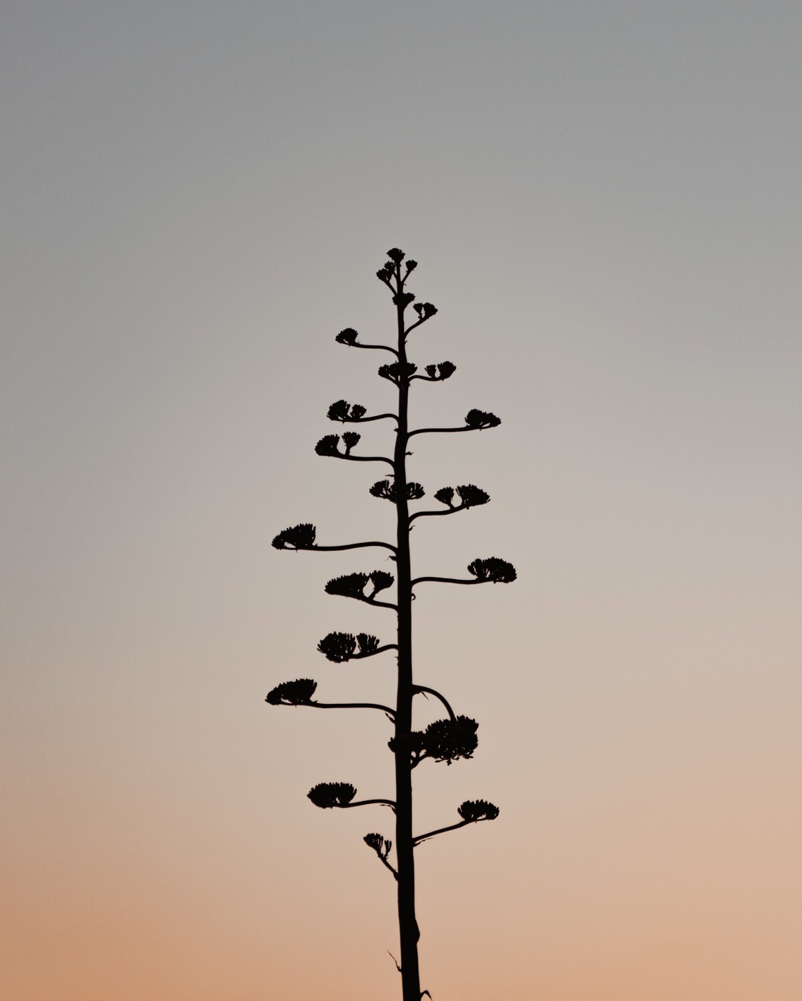 03 Destination Portugal Plant