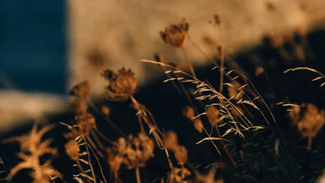 MBO Roi Kalfopoulou Rocabella Dry Flowers 03