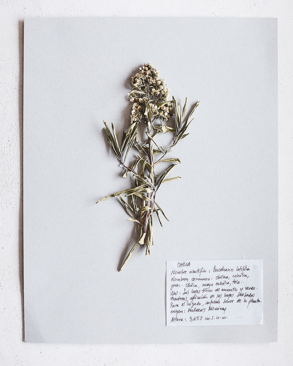 Pachamama's Land Part III 008