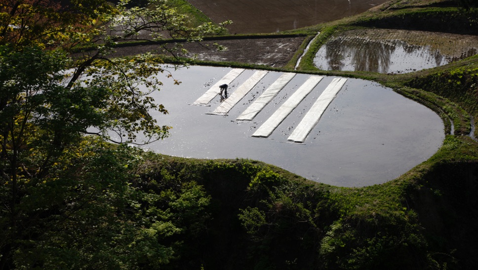 005 Japanese Landscape
