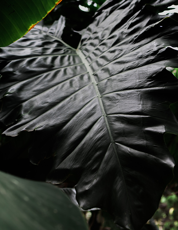 02 Twelve Senses (2)