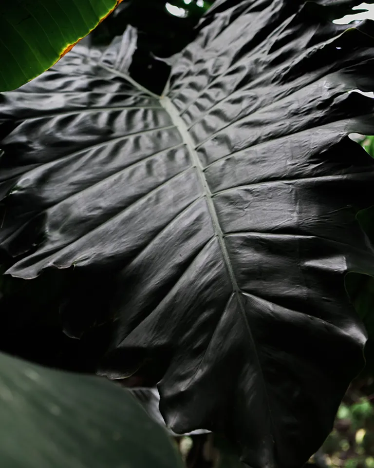 02 Twelve Senses (2)