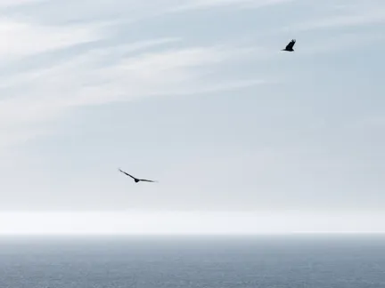 007 Timber Cove Resort Ocean Birdsl