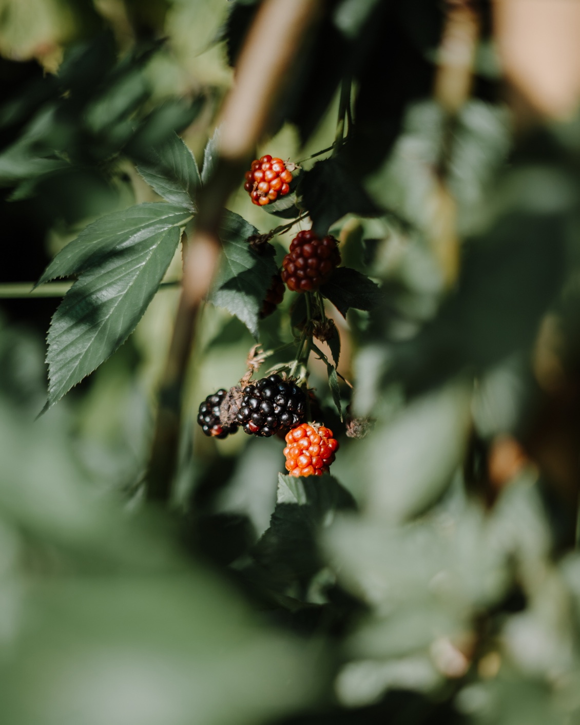 02 Culture Blogpost Sweet Tooth