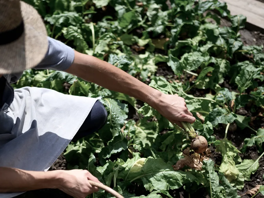 Culture Teaser Farm To Table (1)