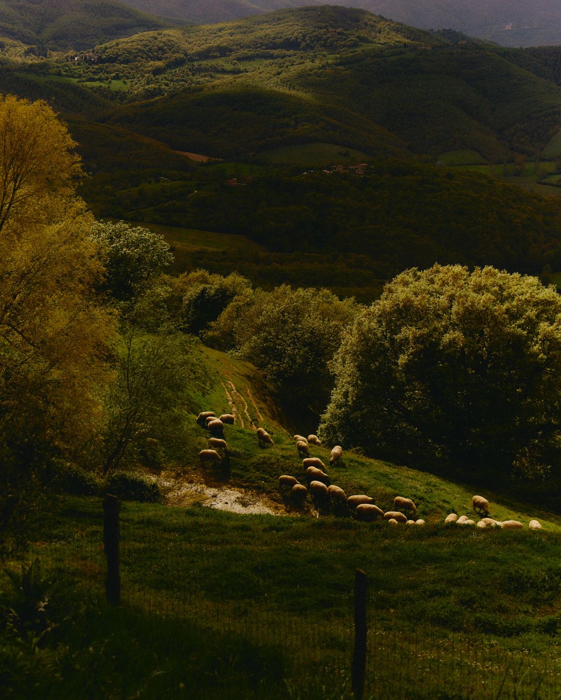 013 MBO Vocabolo Moscatelli (1)