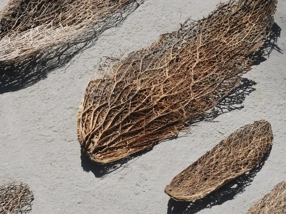 BP My Private Oddyssey Headeer