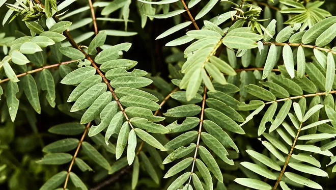 Pachamama's Land Part II 005