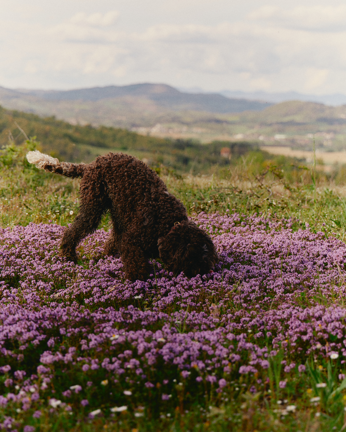 016 MBO Vocabolo Moscatelli (1)