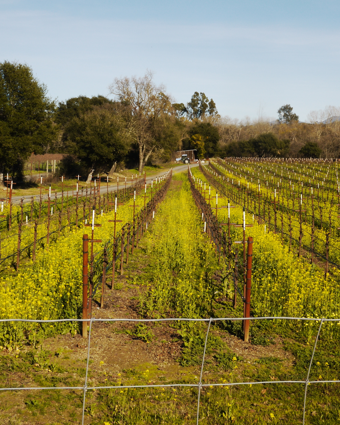 005 Harmon Guest House Wineyard