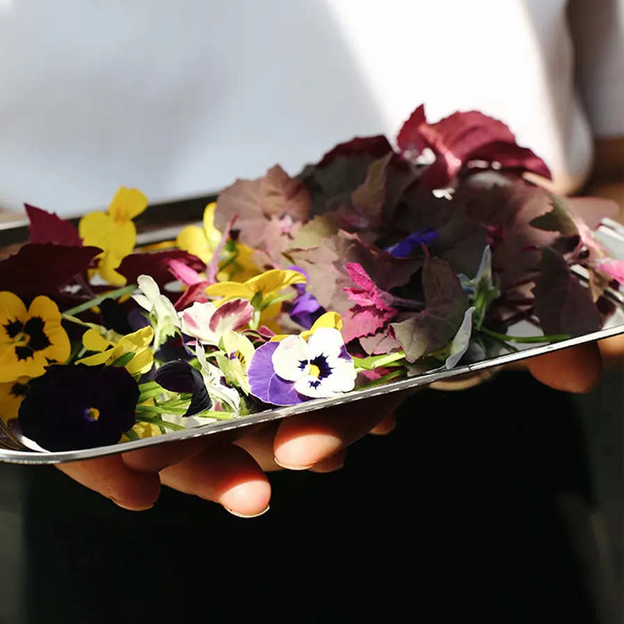 01 Indoor Farming Stamba (1)