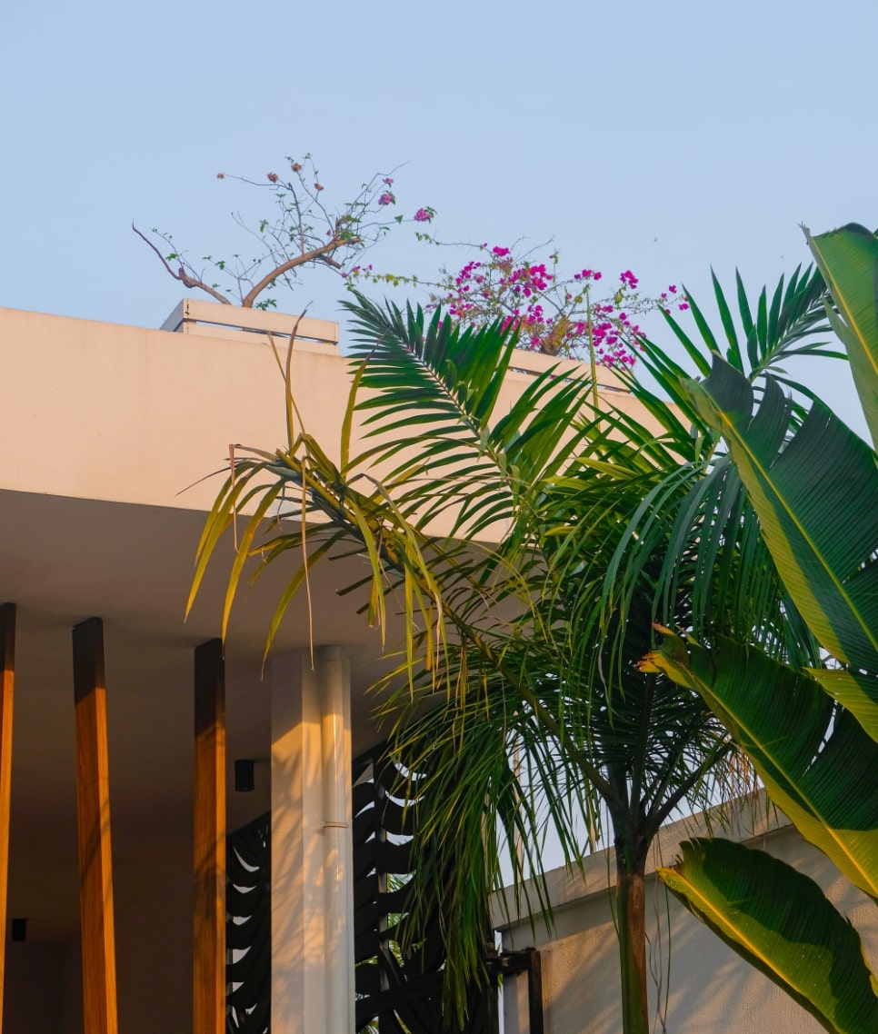 MBO La Maison Palmier Image 10