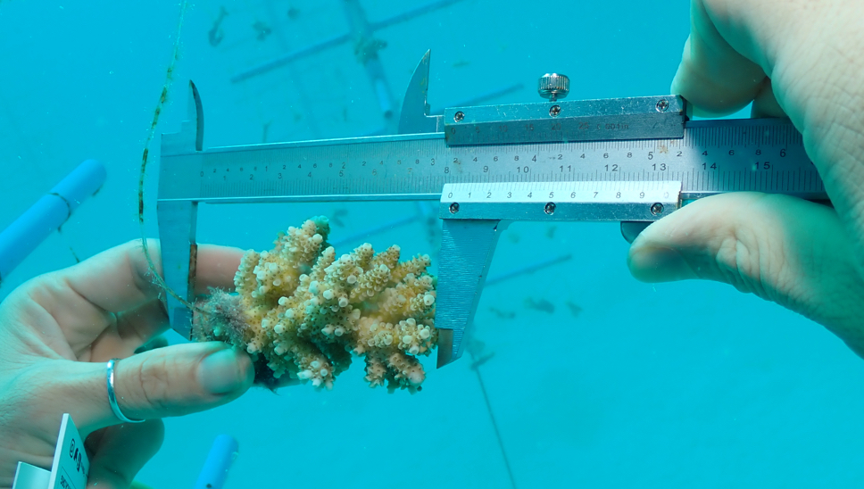 07 TGT Supporting The Reefs