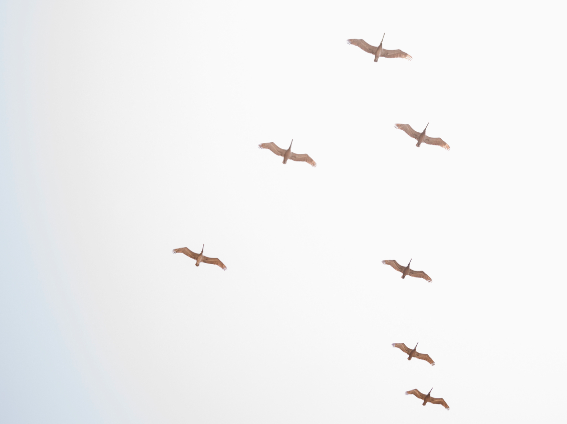 007 Lo Sereno Casa De Playa Flying Birds