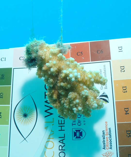 08 TGT Supporting The Reefs