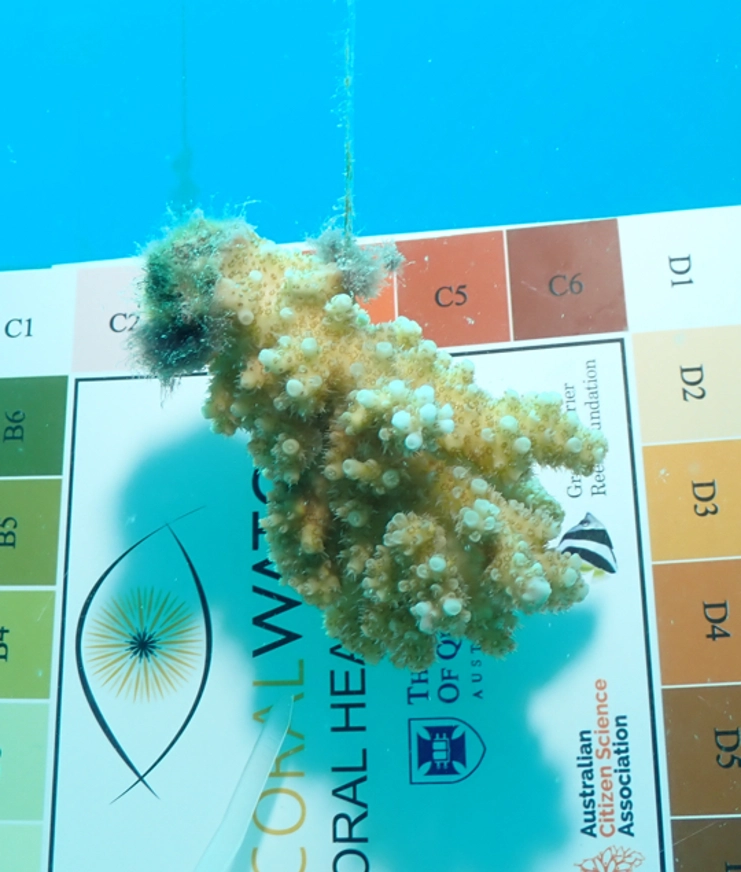 08 TGT Supporting The Reefs