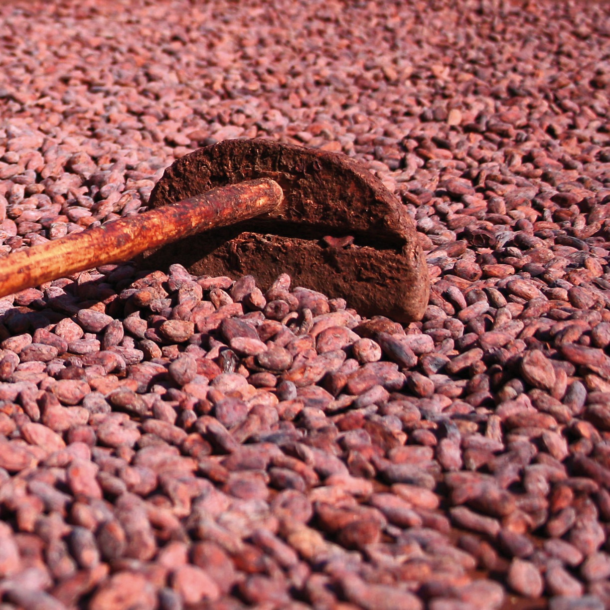 DH Conscious Eye Rabot 01