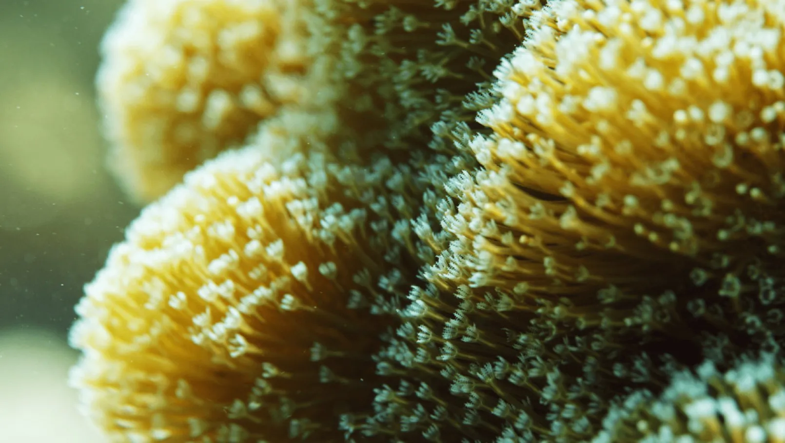 DH Journal Winners Oceanic Short Film Festival Cosmos Beneath 02