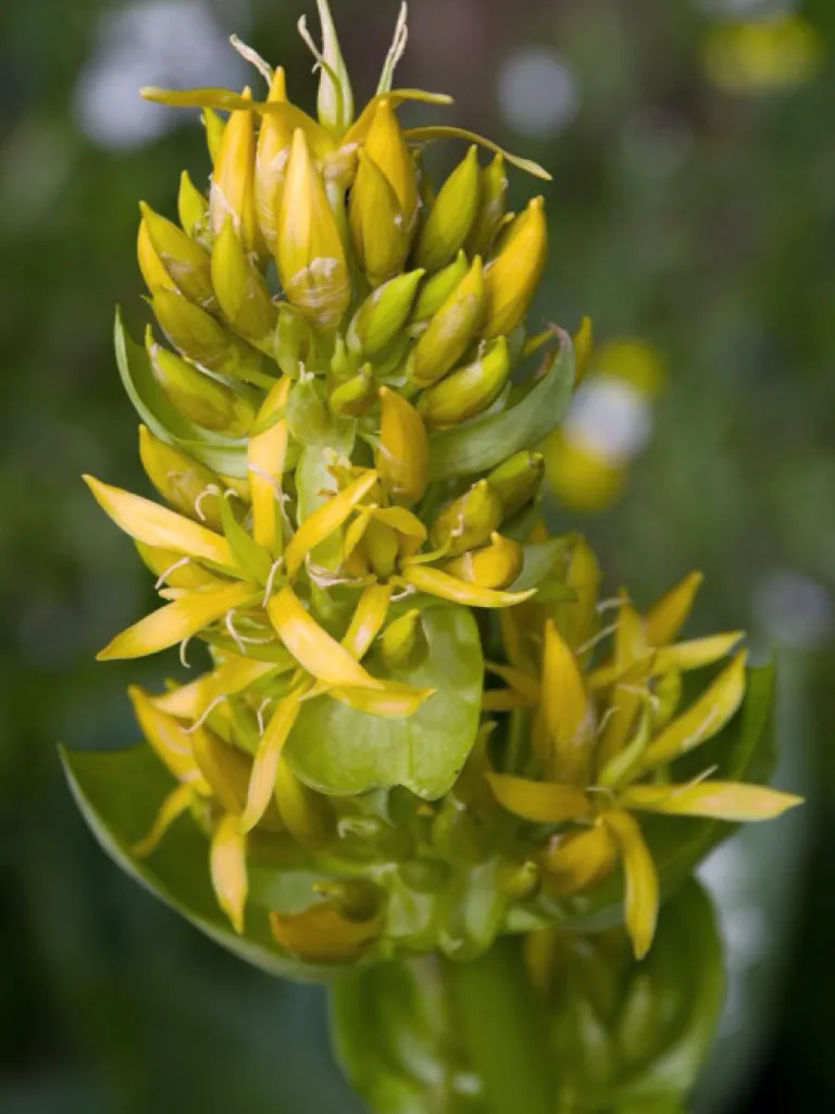 Destination Switzerland Plants 09 1