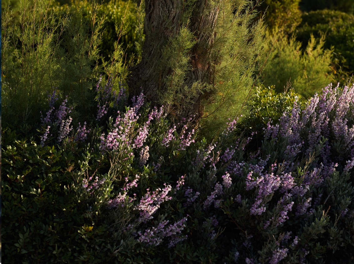 DH Journal Hotel Scents 14 B