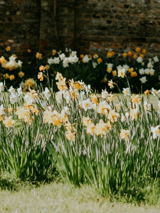 04 DH Flower Hot Spots In Spring Scotland Daffodils