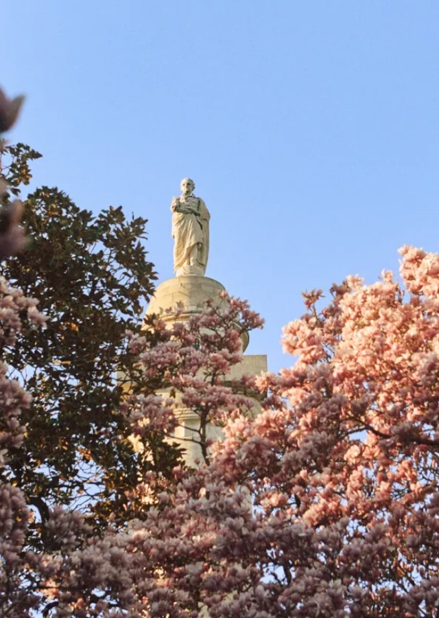 T Chasing Cherry Blossoms
