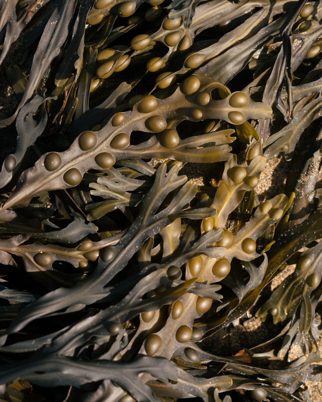 007.3 Biomaterials BP