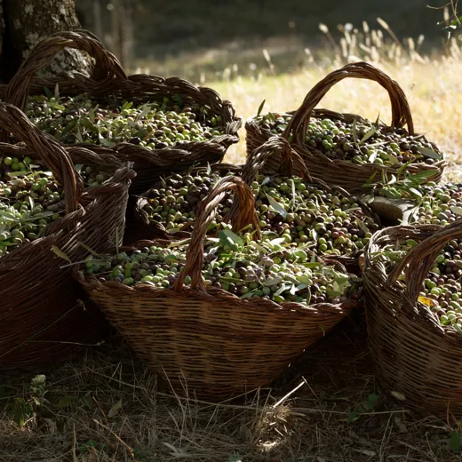 Conscious Eye Rastrello 02 (1)