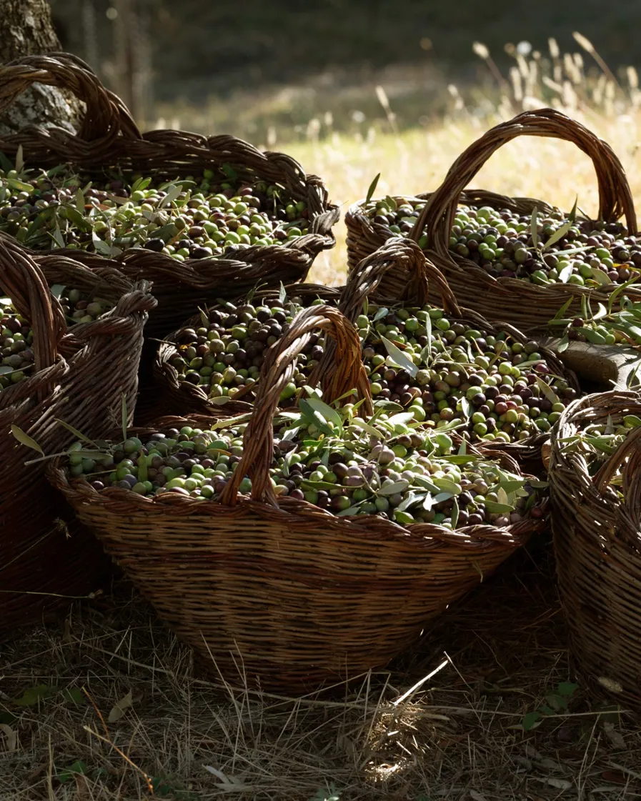 Conscious Eye Rastrello 02 (1)