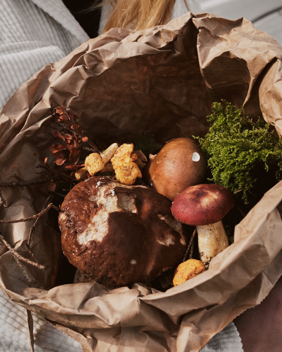 07A The Cambrian Mushroom Foraging